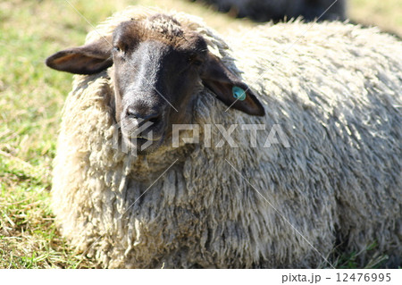 ひつじ ひつじ 12476995