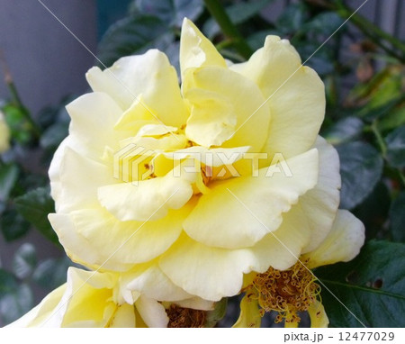 大きなマリーゴールド 大きなマリーゴールド 12477029