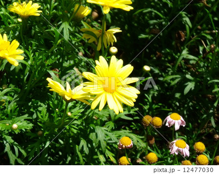 鮮やかなポットマム 鮮やかなポットマム 12477030