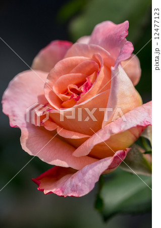 四季咲きのバラ(アウグスタルイーゼ) 四季咲きのバラ(アウグスタルイーゼ) 12477123