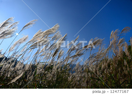 秋風にそよぐススキ 秋風にそよぐススキ 12477167