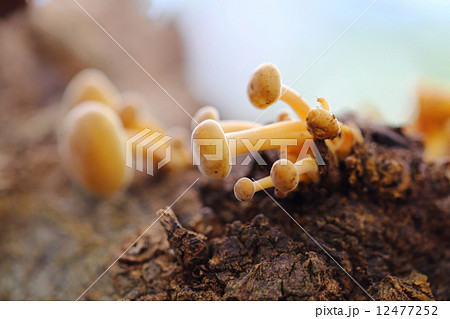 エノキタケ 12477252