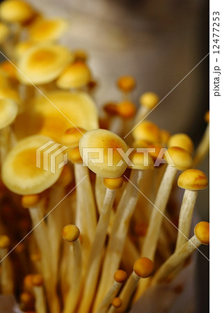 エノキタケ 12477253