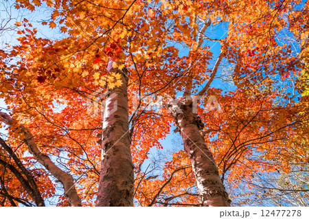 白樺紅葉 白樺紅葉 12477278