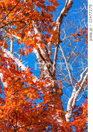 白樺紅葉 12477279