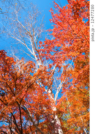 白樺紅葉 12477280