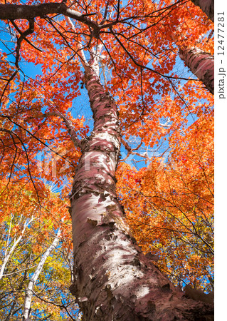 白樺紅葉 12477281