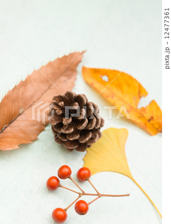 イチョウ　松ぼっくり　飯桐 12477361
