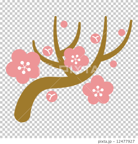 plum plum 12477927