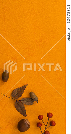 ドングリ　落ち葉　秋　秋イメージ 12478311