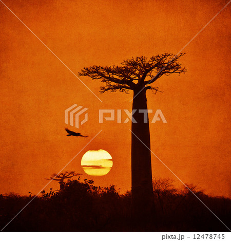 Vintage image of Baobab Vintage image of Baobab 12478745