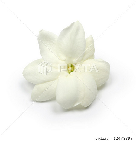 アラビアジャスミンの花 アラビアジャスミンの花 12478895