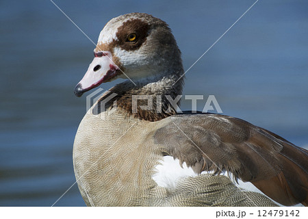 カリフォルニアのエジプトガン カリフォルニアのエジプトガン 12479142