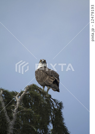 カリフォルニアのミサゴ 12479193