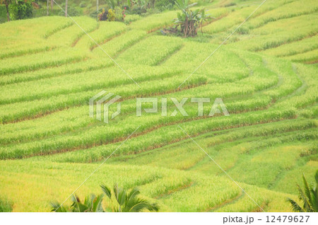 Rice terraces of Bali Island, Indonesia 12479627
