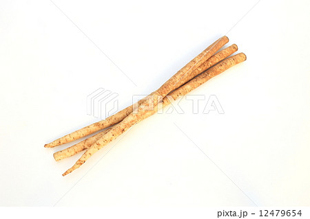 新ゴボウ 12479654