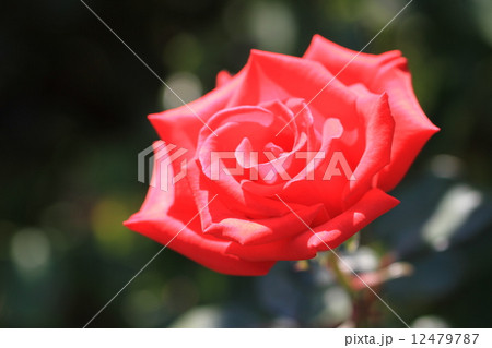 赤いバラの花・タイムレス'98 赤いバラの花・タイムレス'98 12479787