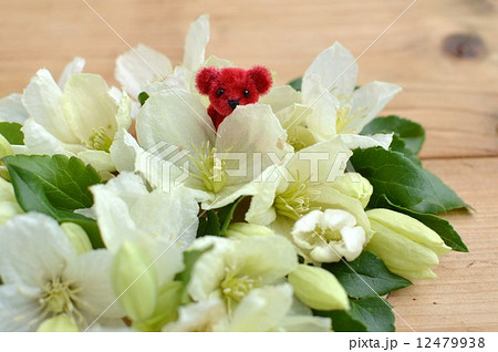 クレマチスとテディベア クレマチスとテディベア 12479938