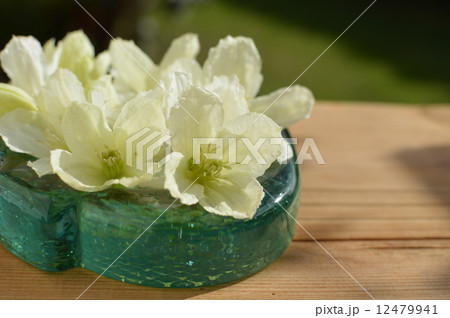 クレマチス クレマチス 12479941