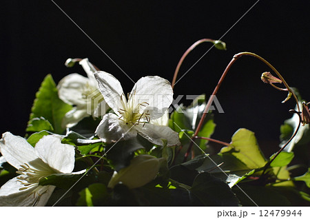 クレマチス クレマチス 12479944