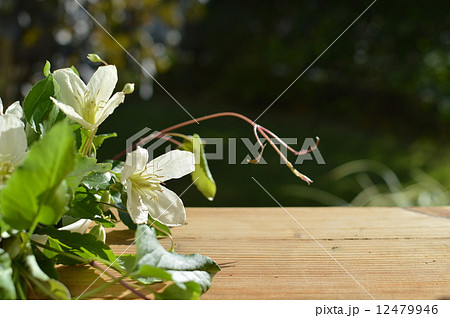 クレマチス クレマチス 12479946