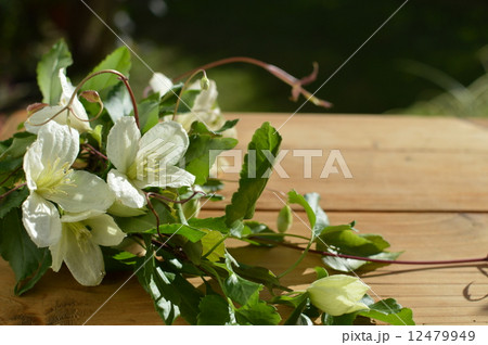 クレマチス クレマチス 12479949