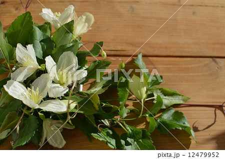 クレマチス クレマチス 12479952