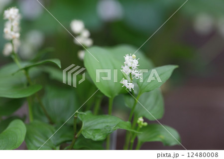 マイヅルソウの花 マイヅルソウの花 12480008