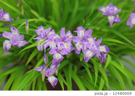 ヒメシャガの花 12480009