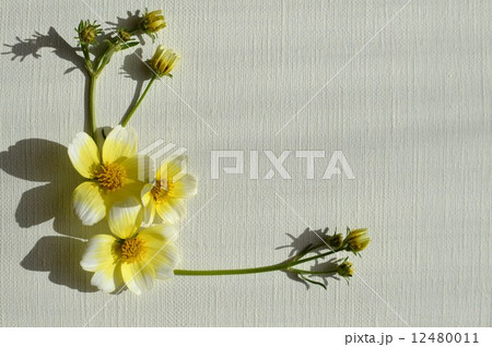 ウィンターコスモス ウィンターコスモス 12480011