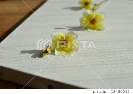 ウィンターコスモス 12480012