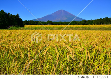 稲穂と富士山 稲穂と富士山 12480091