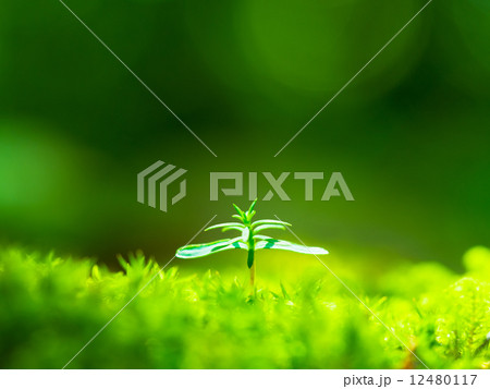 檜の芽生え 檜の芽生え 12480117