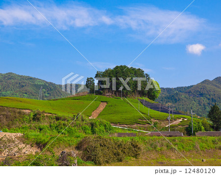 宇治茶の里 12480120