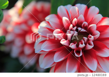 ダリア 12480169