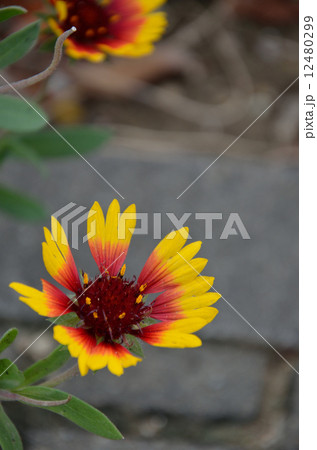 天人菊　終盤 12480299