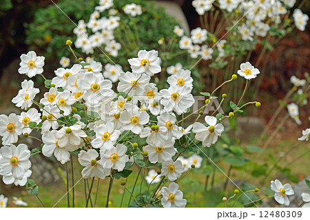 植物・シュウメイギク キンポウゲ科 植物・シュウメイギク キンポウゲ科 12480309