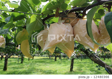 二十世紀梨の果樹園で梨もぎ　2014.09.20 12480366