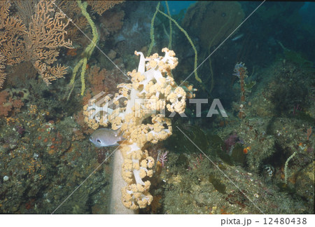 エナガトゲトサカ 12480438