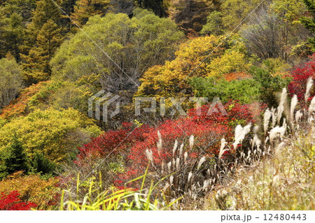 紅葉に染まる美ヶ原高原の写真素材