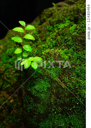 岩に生えるシダ植物と苔 12480464
