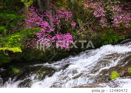 水辺のツツジ 12480472