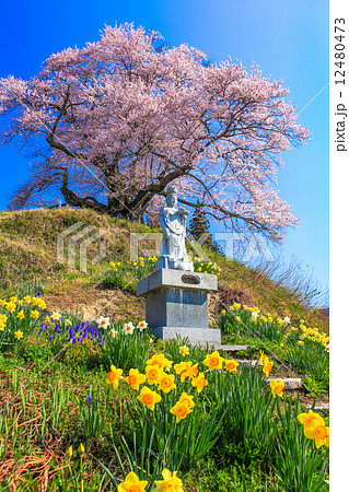 水仙と苗代桜 12480473