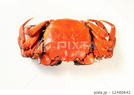 モズクガニのボイル モズクガニのボイル 12480642