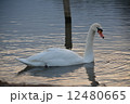 白鳥 12480665