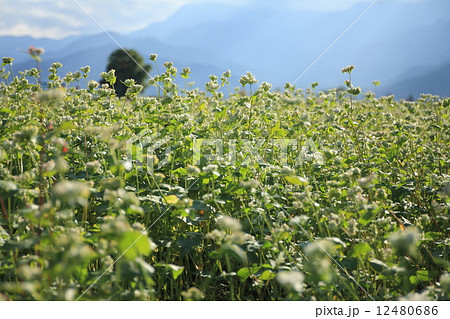 ソバ畑 12480686