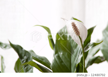 スパティフィラム3 スパティフィラム3 12480702