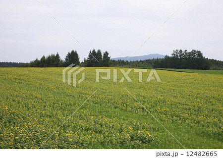 キカラシの大地 12482665