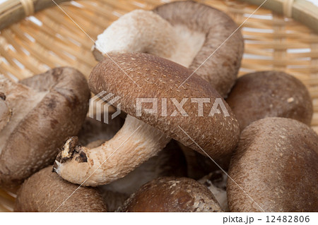 シイタケ 12482806