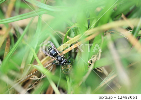 生き物 昆虫 シダクロスズメバチ、草むらに潜り込んで幼虫の餌になるイモムシを見つけ出しました 生き物 昆虫 シダクロスズメバチ、草むらに潜り込んで幼虫の餌になるイモムシを見つけ出しました 12483061